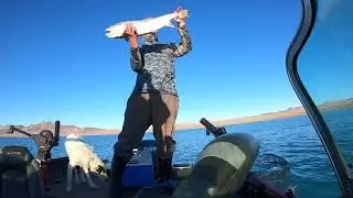 Video of the photo shoot with a pilot peak cutthroat from Pyramid Lake Nevada
