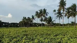 VTOL Drone Test Flight in the Countryside 🌴 | Smooth Takeoff & Manual Control
