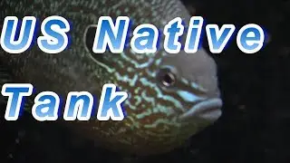US Native Sunfish Tank