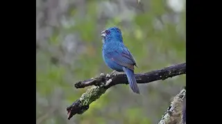 AZULITO CANTANDO, Cyanoloxia glaucocaerulea, Glaucous-blue Grosbeak, #birds
