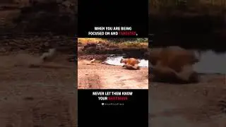 Unbelievable Escape 🦌🦁💪💫 #wildlife #motivation #quotes #shorts