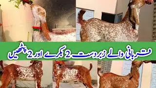 Goats for sale in Pakistan| goat farming business| 2 pathy 1 bakra