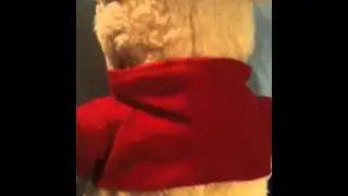 Vintage Winnie The Pooh bear by Gund