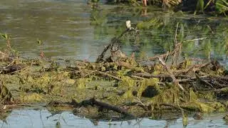 North American Eastern Phoebe perches on an old Beavers' winter food supply at the Beaver lodge