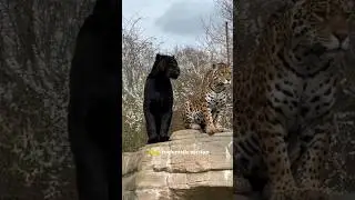 Black Panther: The Ultimate Stealth Predator  | Rare Footage of the Elusive Big Cat.