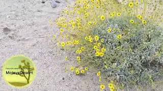 Brittlebush Encelia Farinosa Native Desert Flower Drought Tolerant Perennial Xeriscape Flower