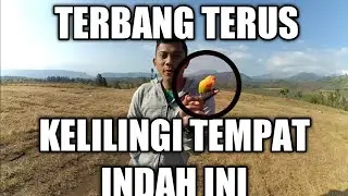 Burung love bird free fly di kawah wurung bondowoso -Part 1