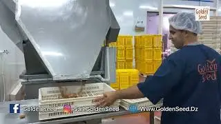 Golden Seed The leading Algerian company in the export of dates