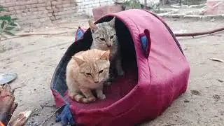 Cats playing in village walidlife cats 
