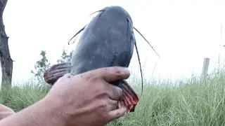 Lost of cat fish video #india fishing videos #fishing #fish # mix video #watch