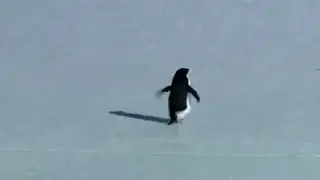 Penguin, Depressed | Full Video | Depressed Penguin ViralVideo #penguin #depressedpenguine #penguins