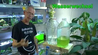 Caridina Zwerggarnelen. Der Wasserwechsel mit den Boxen und Updates