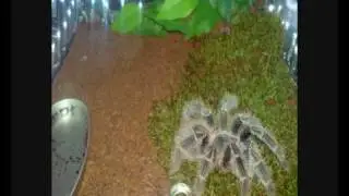 Lasiodora difficilis