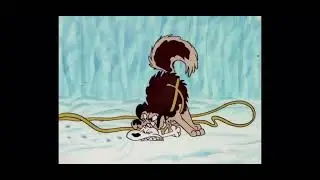 Epic Moments #1 Snoopy Vs The Alpha Husky Leader. (Warning Disturbing)