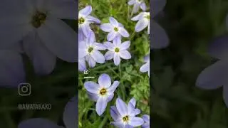 『読んで楽しむ草花の事典』
