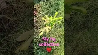 my fig collection ❤️#ptubegarden #gardening #figplants