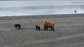 Chinitna Bay#Bear Viewing