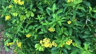 The Great Butterfly Vine, truly outstanding