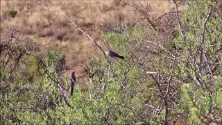 A pair of Layard's Warblers foraging and singing softly to each other