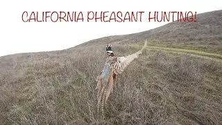 CALIFORNIA PHEASANT HUNTING!