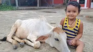 ଆସ ଦେଖିବା Aasu ମାମା  ଛୋଟ ବାଛୁରୀ ସହ କେମିତି ଖେଳୁଛି....