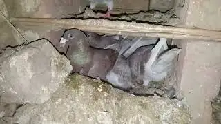 Raid Fox racing pigeons baby very good growth #breedingpair 