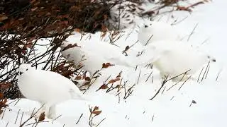 Lagop&egrave;des des saules qui se nourrissent, Albanel, 1er janvier 2025