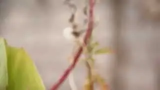 Full HD video test for Canon 550D