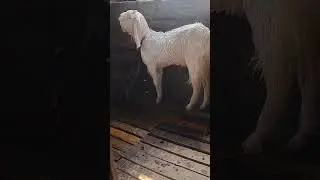 How to remove ticks from goat body & subscribe my channel