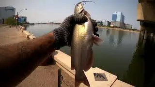 East valley urban fishing. pulling some monster channel cats out of ugly water. (serious pole bends)