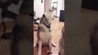 Dog Wears Headphones To Tackle The Screaming Of Huskies 😂😂😂