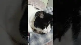 Comfortable cat😆😺 #cats #cat #pets #cute #shorts