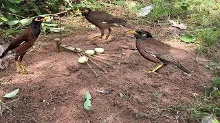 Awesome Quick Bird Trap In Cambodia,How To Trap A Bird Using Quick Spring Trap