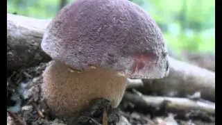 Boletus pinicola
