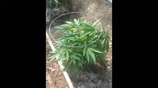 Cannibis greenhouse grow.  Low stress training