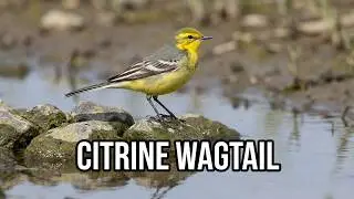 Citrine wagtail