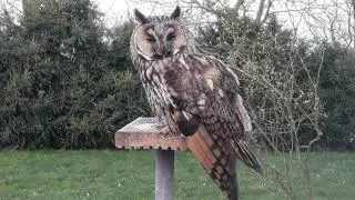 Ransuil ? Asio otus