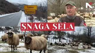 SNAGA SELA: Brano Ćurović i stado koje čuva Tušinu 01.02.2026.