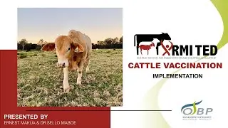Webinar: Implementing a Cattle Vaccination Programme