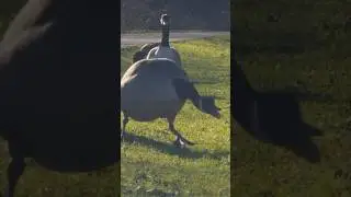 🐦🏃Canadian Geese can Naruto Run? | Lockwood Reservoir, Walthamstow, London, UK🏃🐦