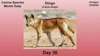 Canine Species Month Daily - Day 30: Dingo