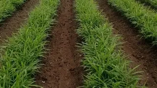 ADVANCE PESTICIDES कंपनी चे C-BON एकरी 1 लिटर .... CBON वापरलेला प्लॉट ##CBON