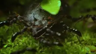Cinematic Macro Life