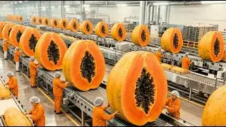 Dentro de uma fábrica moderna de mamão: da fazenda à sobremesa (processo completo)