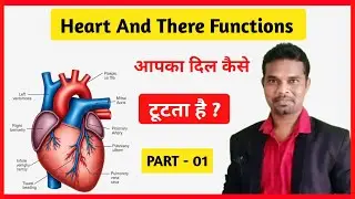 Heart And Their Functions Part - 01  🤗 आपका दिल कैसे टूटता है 🤔 @medicallabeducation  
