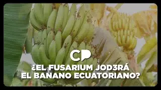 ¿El banano tricolor está en peligro? El ministro de Agricultura responde