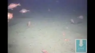 Acadian redfish