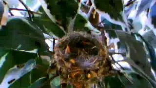 Video023