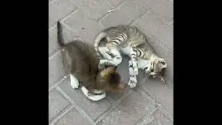 🐾 3. COZY CAT MOMENTS 🍃🐱RELAX &bull; CALM &bull; FEEL GOOD #релакс #cat #исцеляющиезвукиприроды