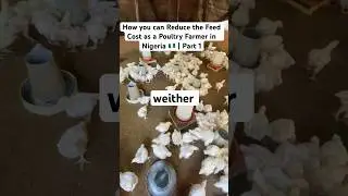 How You Can Reduce Feed Costs as a Poultry Farmer in Nigeria 🇳🇬 | PART 1